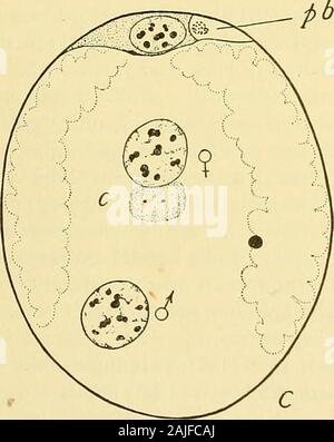 The cell in development and inheritance Stock Photo - Alamy