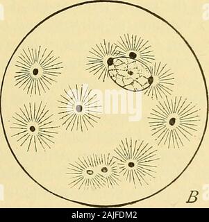 The cell in development and inheritance Stock Photo - Alamy