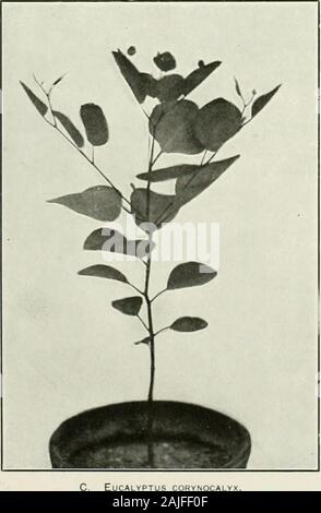 Eucalypts cultivated in the United States . Eucalyptus caloph Eucalyptus cohymbosa.. Stock Photo