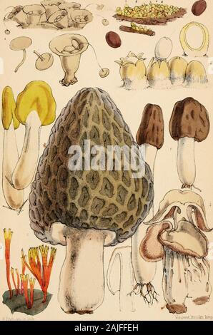 Outlines of British fungology; containing characters of above a thousand species of Fungi, and a complete list of all that have been described as natives of the British Isles . Wyitch.Gr: UlViU. ..r„iK? Plate 21.. Vmccnt Brookfe, hr.p FlfLte 22 Stock Photo