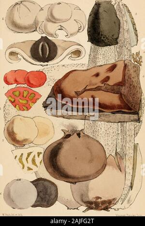 Outlines of British fungology; containing characters of above a thousand species of Fungi, and a complete list of all that have been described as natives of the British Isles . a Brooks. iTup Plate 20. Wyitch.Gr: UlViU. ..r„iK? Plate 21. Stock Photo