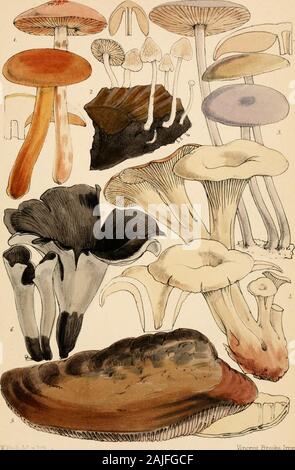 Outlines of British fungology; containing characters of above a thousand species of Fungi, and a complete list of all that have been described as natives of the British Isles . .irl c.licli i ar.19.. a Brooks. iTup Plate 20 Stock Photo