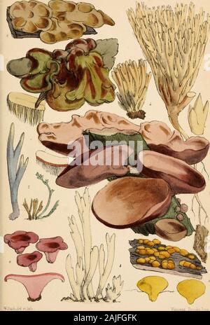 Outlines of British fungology; containing characters of above a thousand species of Fungi, and a complete list of all that have been described as natives of the British Isles . .riLr;h.dd,;-t.nt  Plate 15 ^MBU.. .irl c.licli i ar.19. Stock Photo