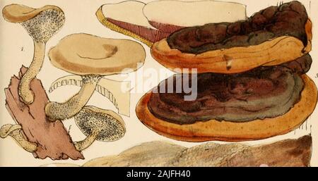 Outlines of British fungology; containing characters of above a thousand species of Fungi, and a complete list of all that have been described as natives of the British Isles . rt Citch, aei-.et iitn.. VtncerU. brooks, iinp. Pla.te 16.. Stock Photo