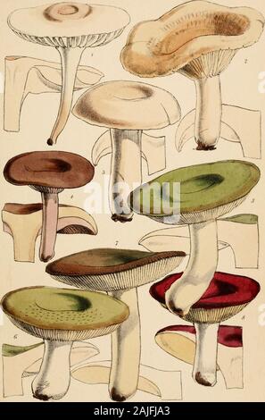 Outlines of British fungology; containing characters of above a thousand species of Fungi, and a complete list of all that have been described as natives of the British Isles . Vine em Broois.Imp Plate 13.. WJircii,dei elLA X^ucenuBrooks Imp .-ae 14. Stock Photo