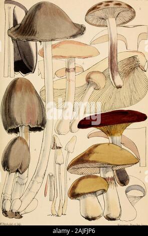 Outlines of British fungology; containing characters of above a thousand species of Fungi, and a complete list of all that have been described as natives of the British Isles . FiLclLdelctlitli. ViaccuL ETUijks.liTii Plate 12. Vine em Broois.Imp Plate 13. Stock Photo