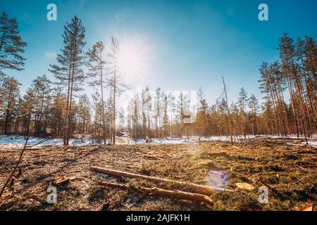 Fallen Tree Trunks In Deforestation Area. Pine Forest Landscape In Sunny Spring Day. Green Forest Deforestation Area Landscape. Stock Photo