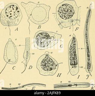 The cell in development and inheritance . Pig. 34. — Division of pollen ...