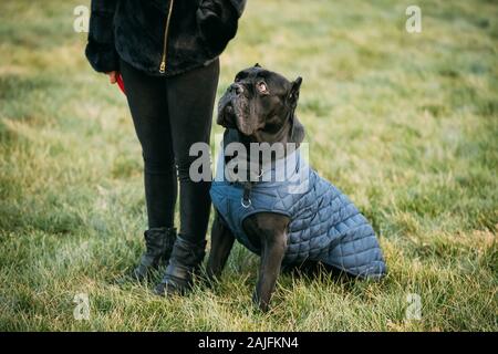 Cane corso deals clothing for dogs