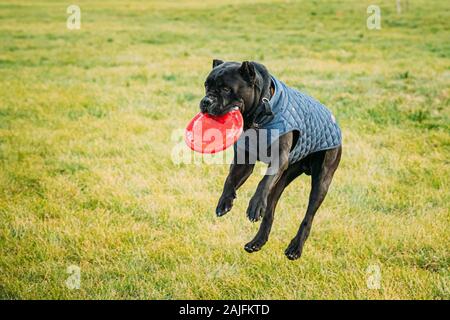Active Black Cane Corso Dog Play Running Jumping With Plate Toy Outdoor In Park. Dog Wears In Warm Clothes. Big Dog Breeds. Stock Photo