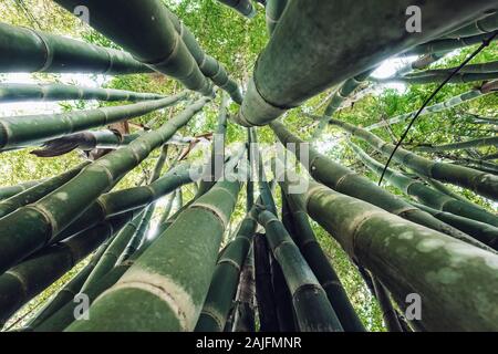 Looking up in green bamboo forest. Stock Photo