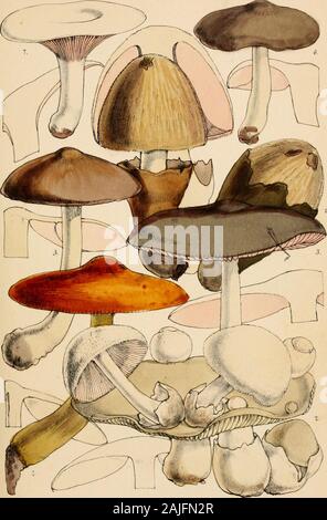 Outlines of British fungology; containing characters of above a thousand species of Fungi, and a complete list of all that have been described as natives of the British Isles . Vincent Broote, Itmqp. Plate 7.. Wikcii.del cihUt. Virujent H^ ooks. Imp Plate 8 Stock Photo