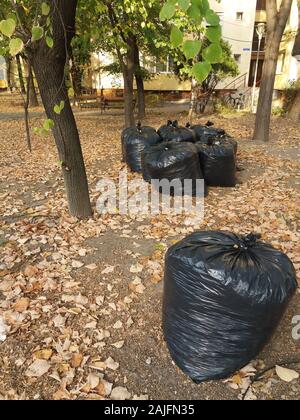 Fallen autumn leaves gathered in biodegradable plastic bags. Black plastic garbage bags in the park, autumn cleaning. Stock Photo