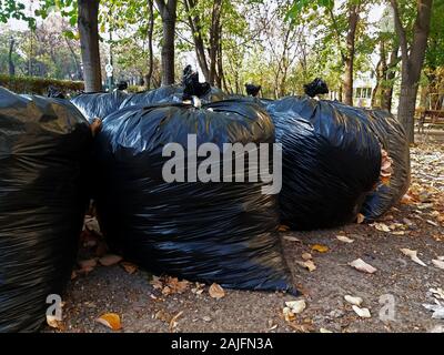 Fallen autumn leaves gathered in biodegradable plastic bags. Black plastic garbage bags in the park, autumn cleaning. Stock Photo