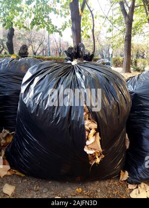 Fallen autumn leaves gathered in biodegradable plastic bags. Black plastic garbage bags in the park, autumn cleaning. Stock Photo
