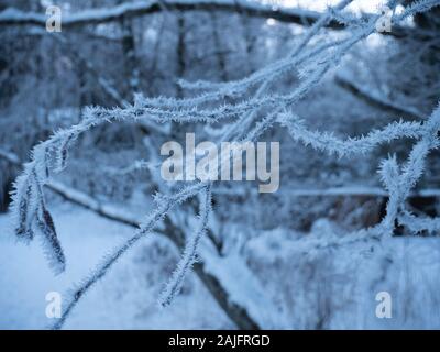 Close up shot of ice crystals on a frozen branch in a winter forest. the crystals cover the branch against a snowy white winter forest. Stock Photo