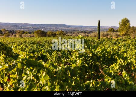 vineyards near Chateauneuf-du-Pape, Provence, France, one of the best wine appellation in the world Stock Photo