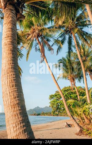 Palm tree on a beautiful tropical beach on the tropical island Stock Photo