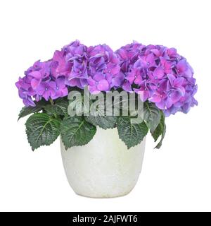 Violet flowering hydrangea in a flower pot Stock Photo