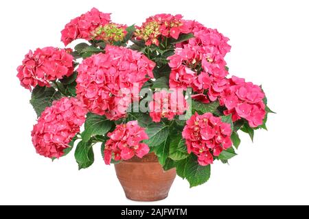 Pink flowering hydrangea in a clay pot Stock Photo