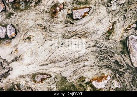 Closeup top view of the white algae plant fluttering in hot springs water Stock Photo