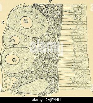 The cell in development and inheritance . as the products of a large ...