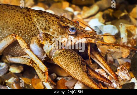 Turkish crayfish, Astacus leptodactylus, female resting on shingle. Stock Photo