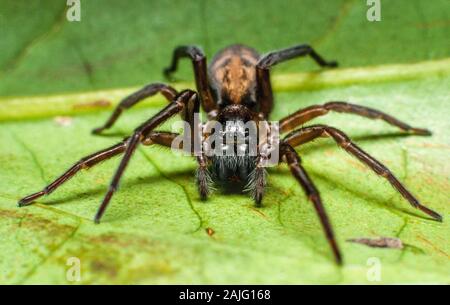 Black wall spider, Amaurobius similis Stock Photo