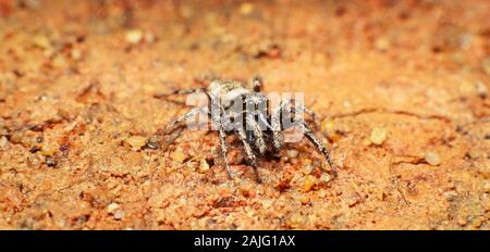 Zebra spider, Salticus scenicus Stock Photo