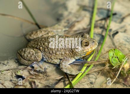 Yellow-bellied toad (Bombina variegata) recognizable by its heart-shaped pupils, Famiy of fire-bellied toads (Bombinatoridae), Haute-Savoie, France Stock Photo