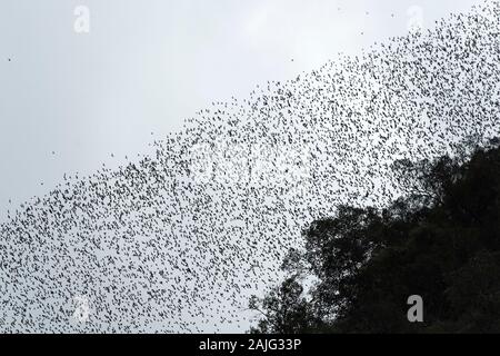 Millions of bats swarming out from the Deer Cave to head to their feeding grounds, Gunung Mulu National Park, Sarawak, Borneo, Malaysia Stock Photo