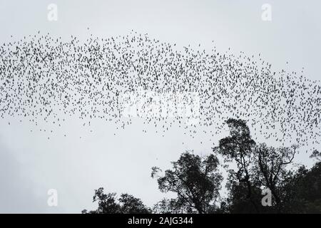 Millions of bats swarming out from the Deer Cave to head to their feeding grounds, Gunung Mulu National Park, Sarawak, Borneo, Malaysia Stock Photo