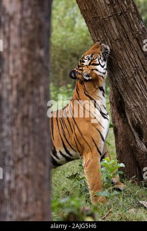 Tiger Hugging Tree - Typical Tiger Behaviour marking territory Stock Photo