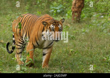 Royal Bengal Tiger from Kabini National Park Stock Photo