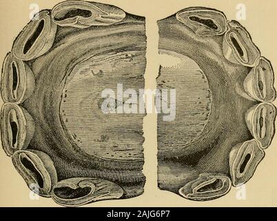 The Exterior Of The Horse The Characters Furnished By The Teeth 695 I I L Gt V Cl Gt R S J F Zrf