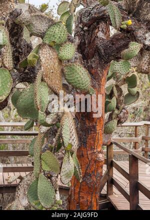 Opuntia (prickly pear) cactus tree on Santa Cruz island, Galapagos, Ecuador. Stock Photo