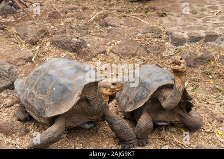 Giant tortoises at the Charles Darwin Research Centre on Santa Cruz island, Galapagos, Ecuador. Stock Photo