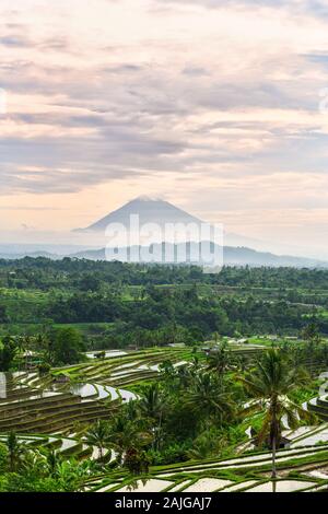 (Selective focus) Stunning view of some rice fields in the foreground and the Mount Batur in the distance during a beautiful sunrise. Jatiluwih rice t Stock Photo