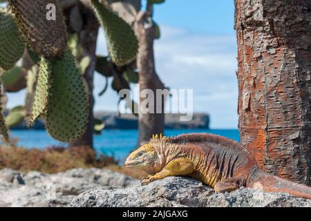 Galapagos land iguana on South Plaza island, Galapagos, Ecuador. Stock Photo