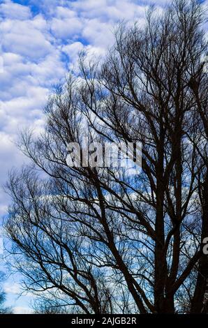 Birch without leaves on a background of bluing sky, silhouette of a tree in winter. Lone tree in winter rest. Stock Photo