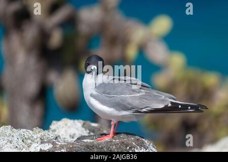 Swallow-tailed gull on South Plaza island, Galapagos, Ecuador. Stock Photo
