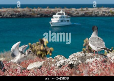 Juvenile swallow-tailed gull with its mother on South Plaza island, Galapagos, Ecuador. Stock Photo