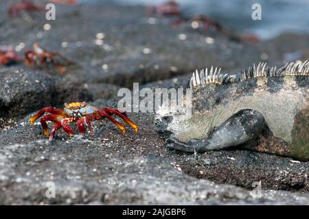 Marine iguana and a Sally lightfoot crab on Fernandina island, Galapagos, Ecuador.
