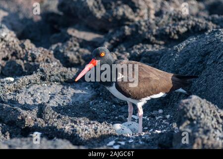 American Oyster Catcher with two eggs on Fernandina island, Galapagos, Ecuador. Stock Photo