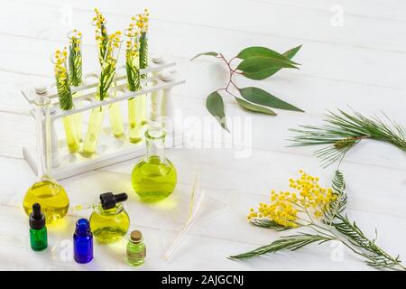 Mimosa, pine tree, eucalyptus, in a laboratory glass, essential oil bottle, test tubes on white Stock Photo