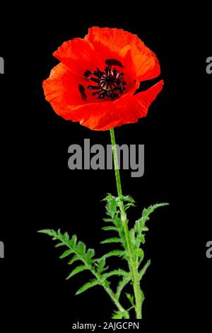 Red Common poppy flowers gleaming under the sun Stock Photo - Alamy