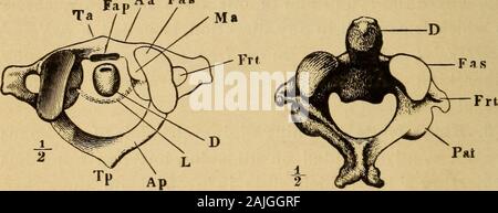 The human body A beginner's text-book of anatomy, physiology and hygiene .. . nges. The knee is a hinge-joint: it can only be bent andstraightened; or, as physiologists say, flexedd^nd, extended.Between the phalanges of the fingers there are otherhinge-joints. 6. Pivot-Joints.—In pivot-joints one bone rolls roundanother. A good example is the joint which permits us to turnthe head from side to side. The uppermost vertebra (Fig. 14), which carries the 4. What is a ball-and-socket joint ? 5. Describe a hinge-joint. Examples. 6. What are pivot-joints ? Describe the atlas. What is the odon- 38 PIV Stock Photo