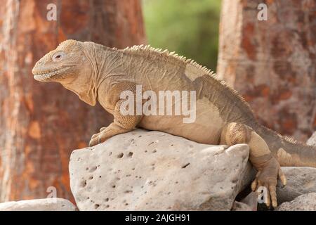 Sante Fe iguana on Santa Fe island, Galapagos, Ecuador. Stock Photo