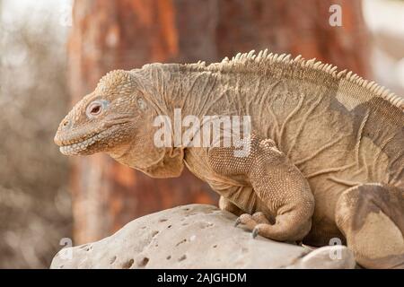 Sante Fe iguana on Santa Fe island, Galapagos, Ecuador. Stock Photo