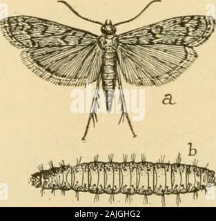 Transactions of the Connecticut Academy of Arts and Sciences . /1  l„ II l Li. / ^ ?5m*!^«S«3s.^.iB|iifK;2 Figure 143.—Meal-moth {Plodia inferpunctella) ; a, imago; b, larva; bothenlarged 21:/. Figure 144.— Flour-moth (Ephcsfia Kuehniella Zell.), x IJ2;b, larva, x SJ^ ; from Websters International Dictionary; after Chittenden. Meal-moths; Flour-moths; Grain-raoths. {Pyralis farinalis.Titiea gra7}ella, Gg. 142. Plodia inferpunctella, fig. 14:3. Ephes-tia Kuehniella, fig. 144. Angoumois Grain-moth or ?? Fly-xoeeviV =? Sitotroga, or Gelechia, cerealella, fig. 145.) All these small moths, a Stock Photo